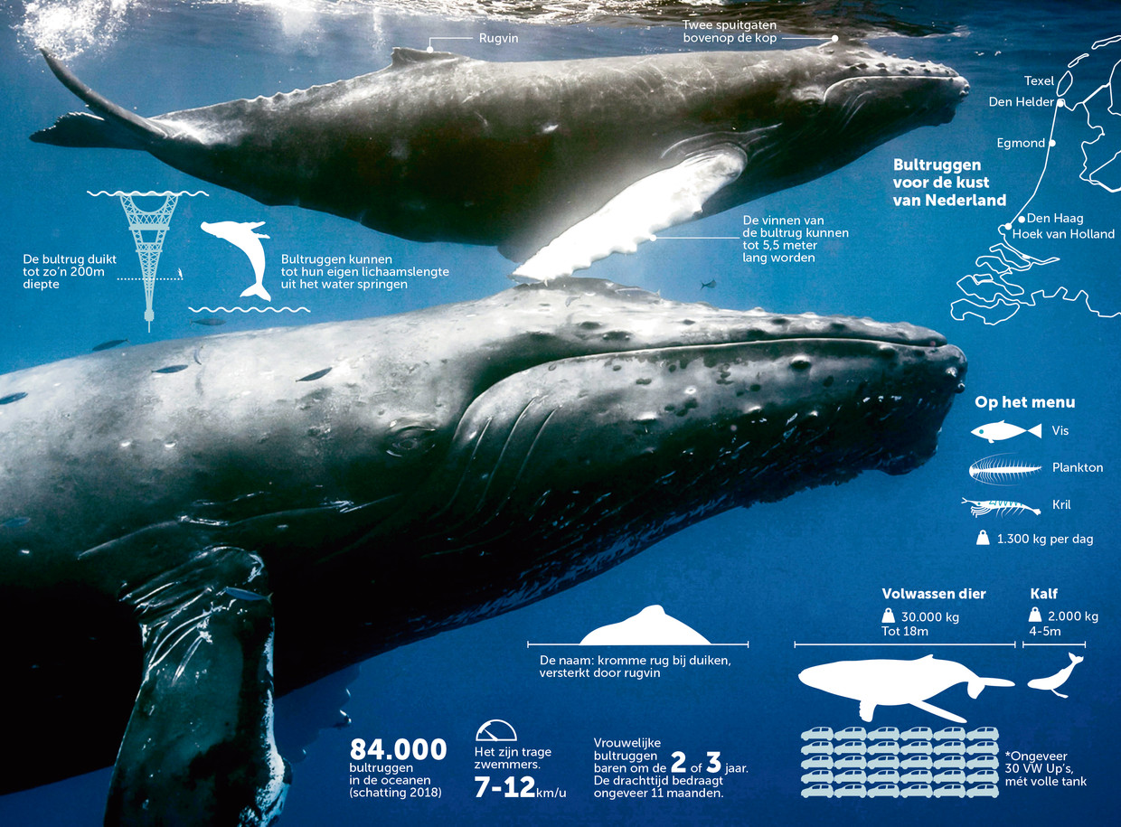 Het wonder van de walvis waarom er steeds meer bultruggen opduiken in de Noordzee