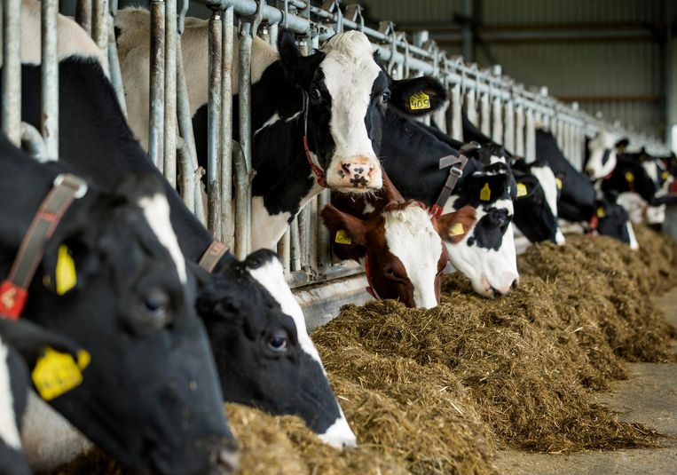 1.200 volte più sussidi per il bestiame convenzionale che per le alternative vegane: un “campo di gioco irregolare”