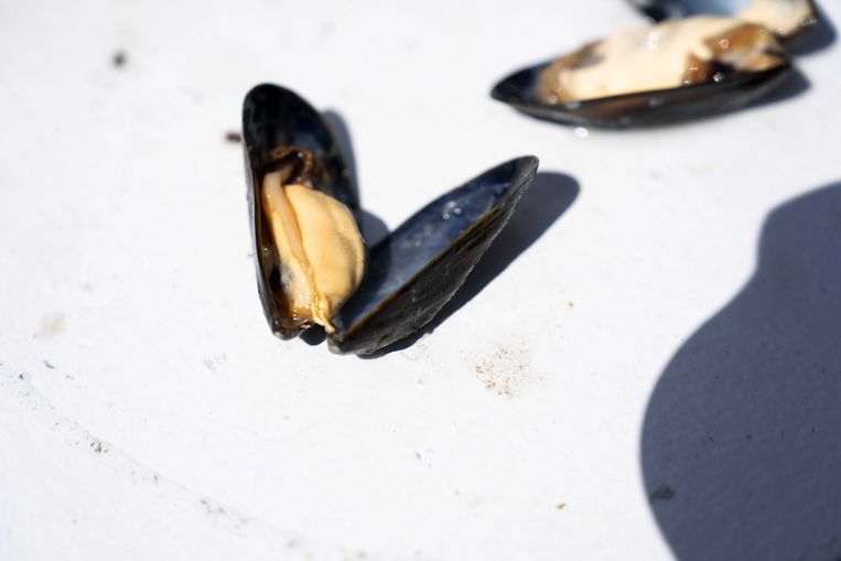 Why are mussels suddenly so much more expensive this year?  “It’s really helpful to compare prices in supermarkets”