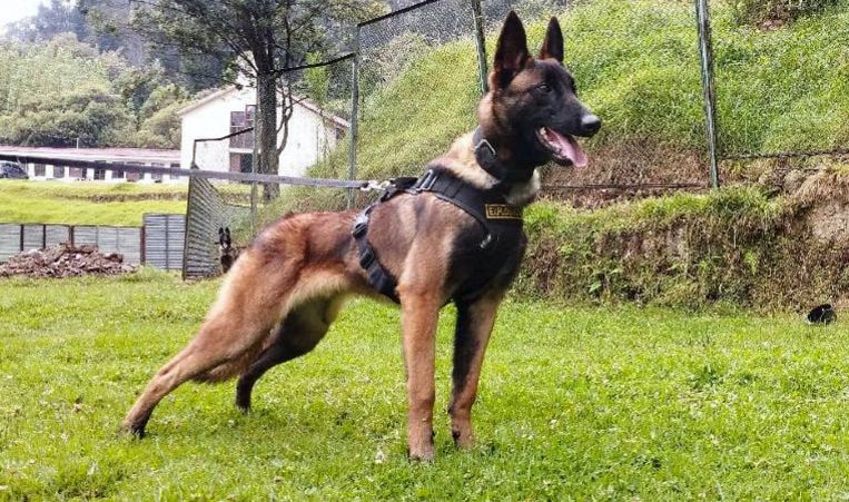 Wilson, the 6-year-old dog who found the missing Colombian children, is now lost in the jungle himself
