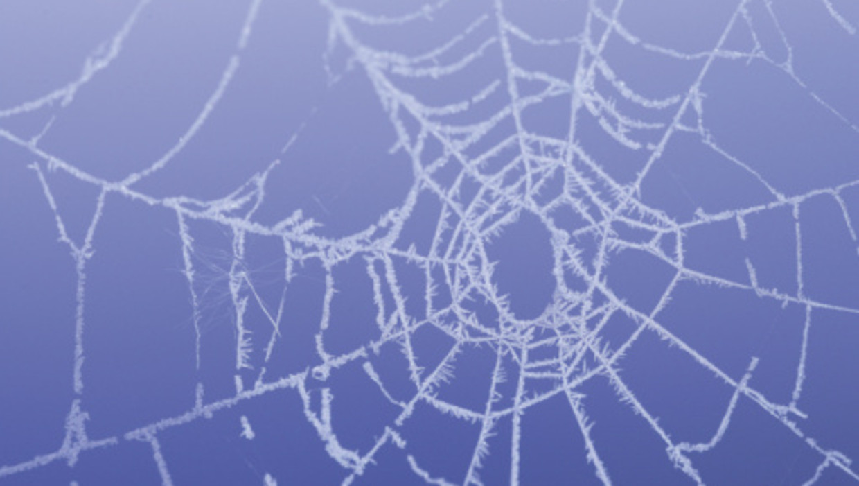 Spin maakt web van 25 meter De
