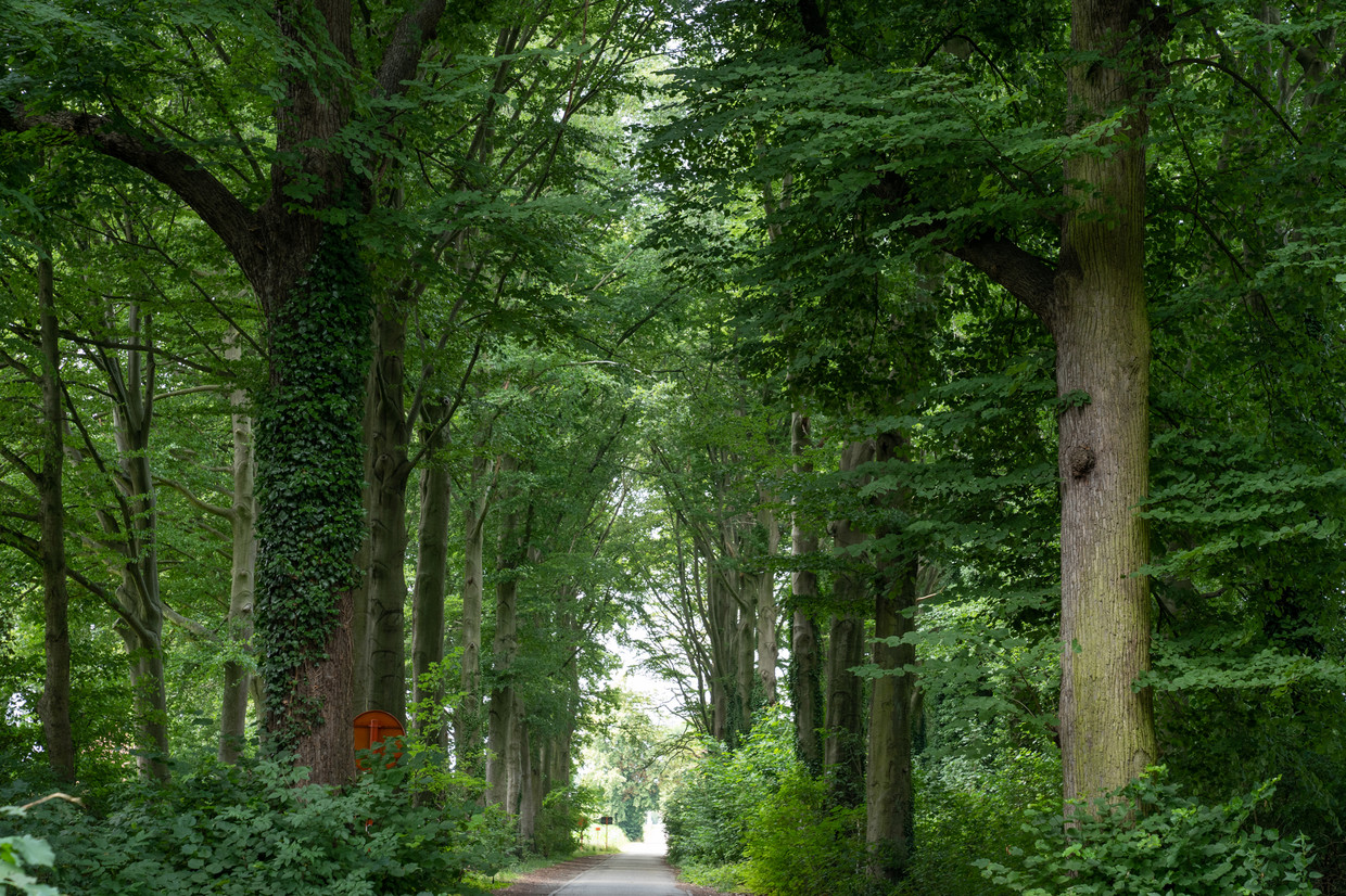 Code rood voor brandgevaar in heel Vlaanderen: wat betekent dit concreet?