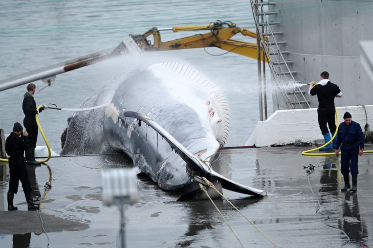 Iceland allows whaling again, and rules are tightened
