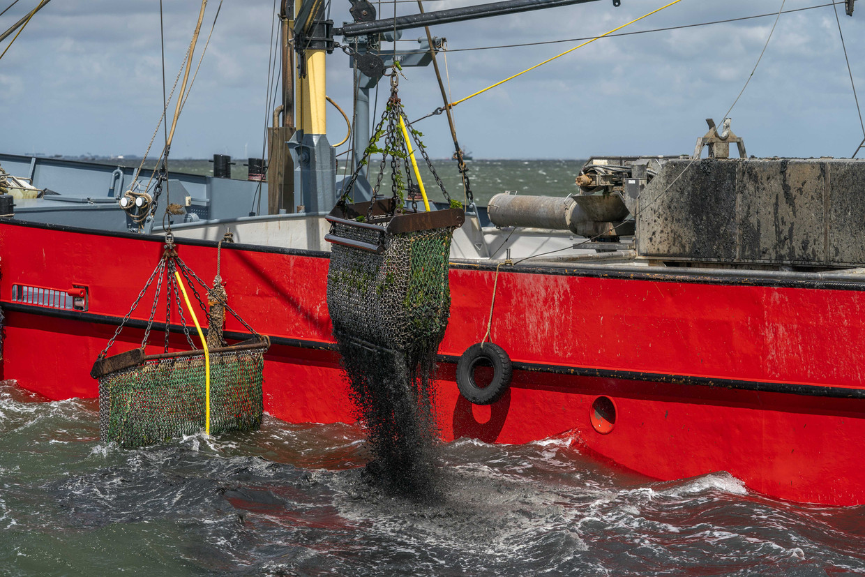 Mussels are caught in Oosterschelde.  ANP image