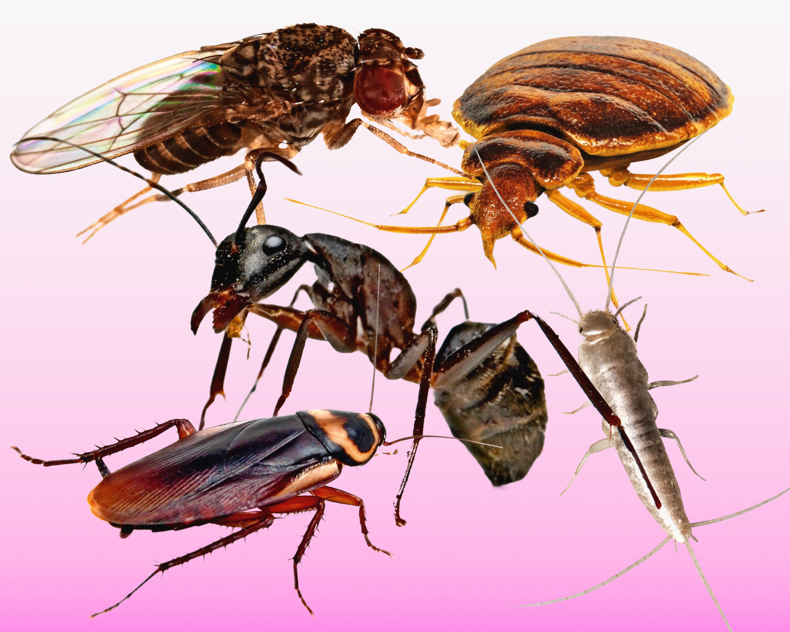 Mieren, Fruitvliegjes En Bedwantsen. Overal Beestjes: Dit Kunt U Ertegen  Doen