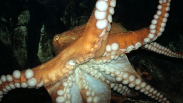 Kolossale inktvis is geen gevaarlijk zeemonster | De Morgen