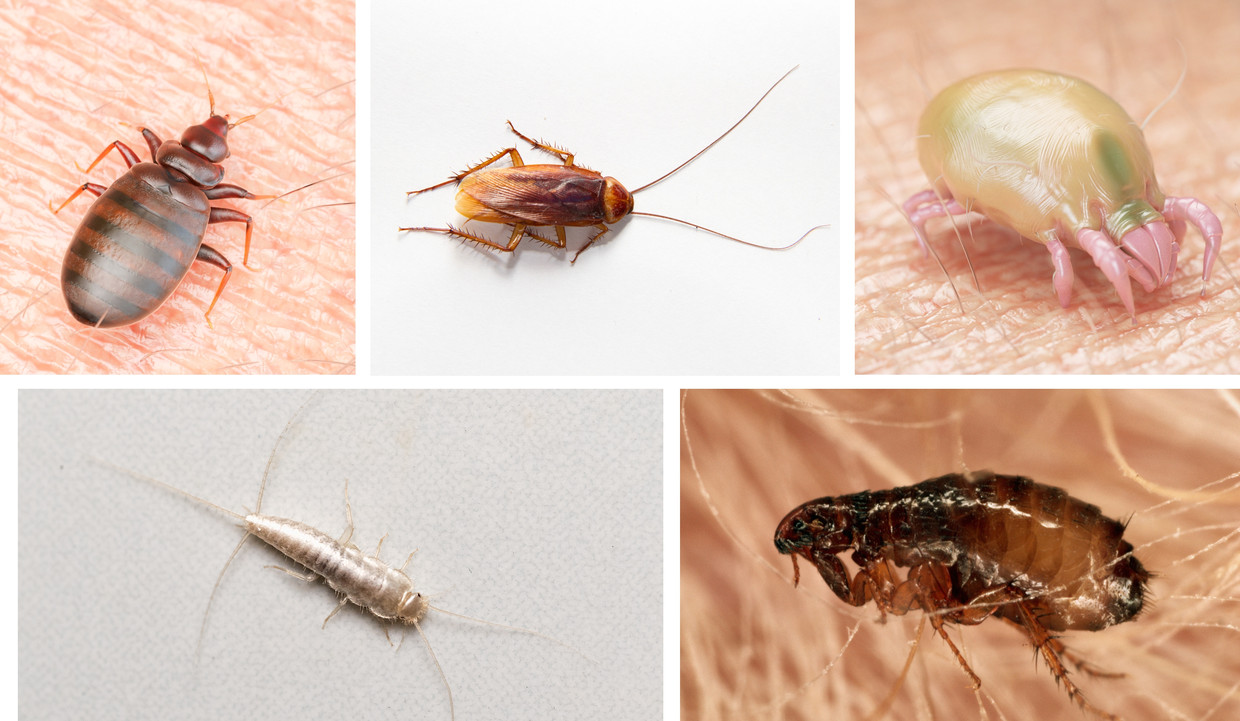 Bedwantsen of vlooien? Wat te doen bij deze hardnekkige insecten