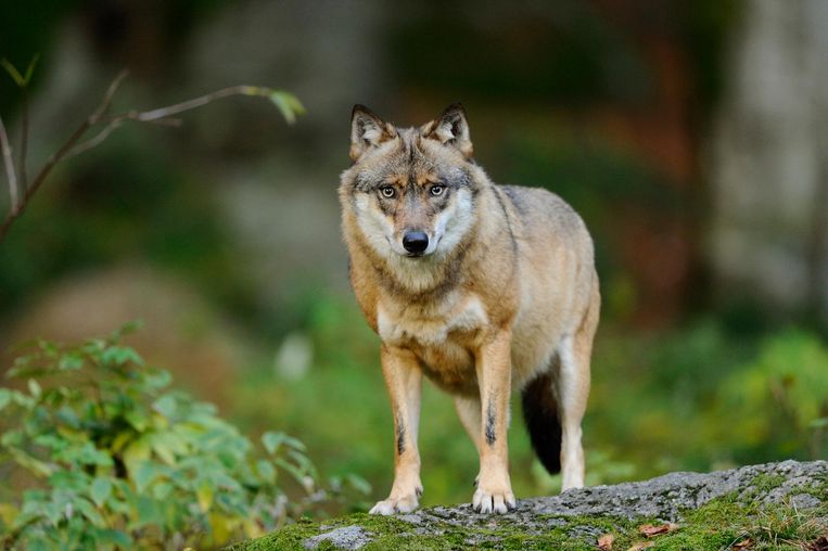 Al 243 aanvallen van wolven op vee in Vlaanderen geteld De
