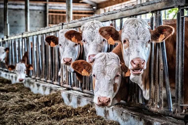 Is Article 43 of the Nitrogen Decree the death blow for 7,000 Flemish livestock farmers?
