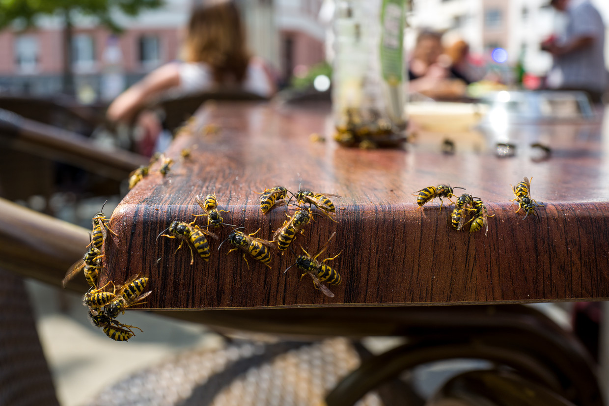 Wat kan je doen tegen wespen? ‘Sla ze zeker niet dood’ De