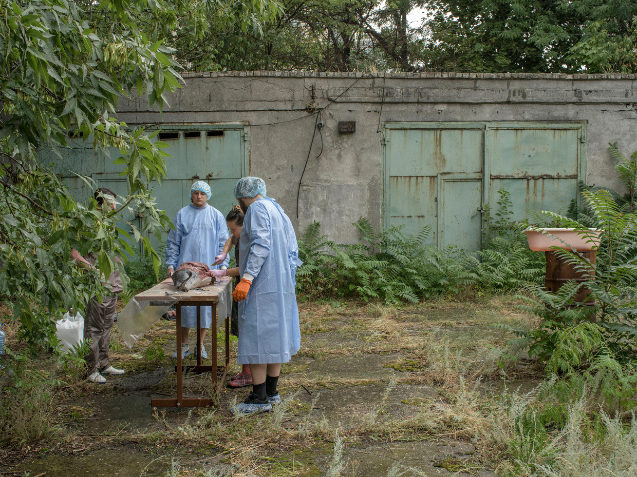Porpoise anatomy.  Photo by LAURA BOUSHNAK / NYT