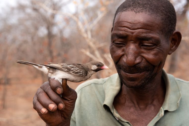 Gli scienziati hanno scoperto un “linguaggio” unico tra gli esseri umani e gli uccelli per rilevare il miele