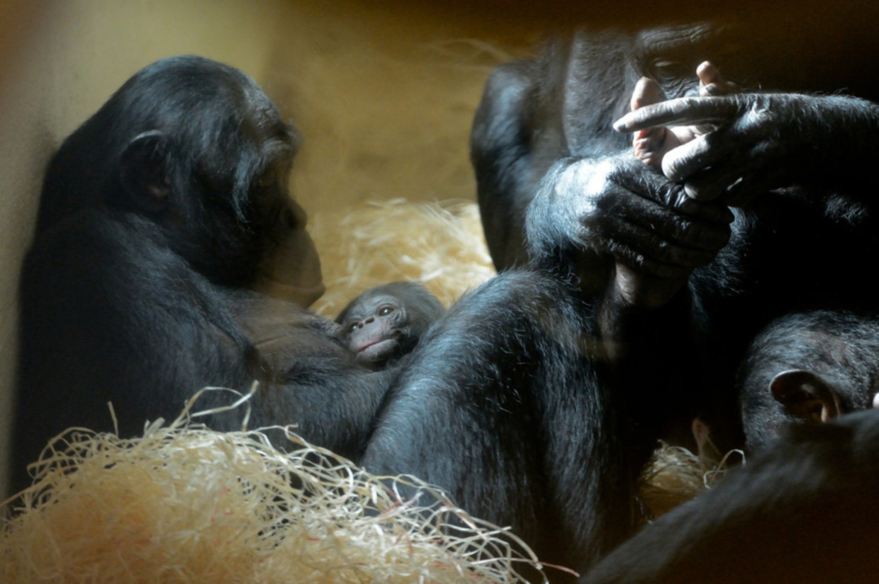 'Slimste aap ter wereld' krijgt baby in Planckendael | De Morgen