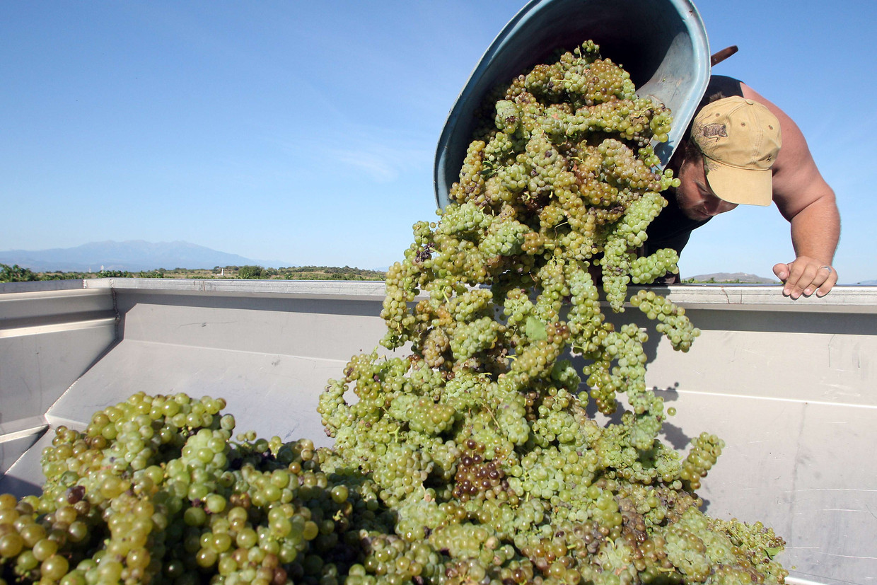 People collect Muscat grapes on August 13, 2008 in a vineyard on the Rombeau domain in Rivesaltes, southern France, launching the grape harvest in France. AFP PHOTO / RAYMOND ROIG Beeld AFP