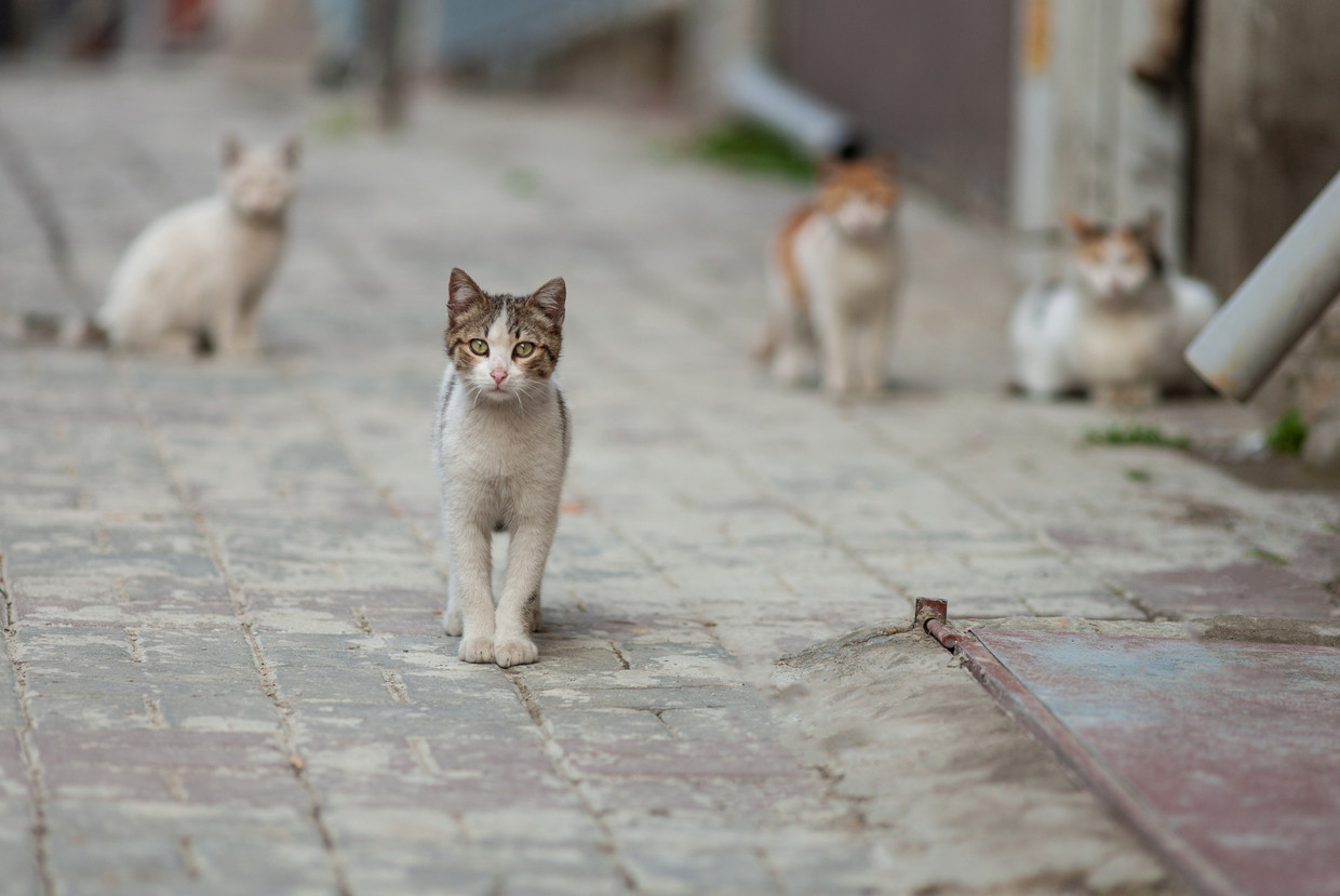 Nieuw anticonceptiemiddel voor katten ontdekt kostenbesparend en mogelijk oplossing voor zwerfkatten Sex Foto Hq