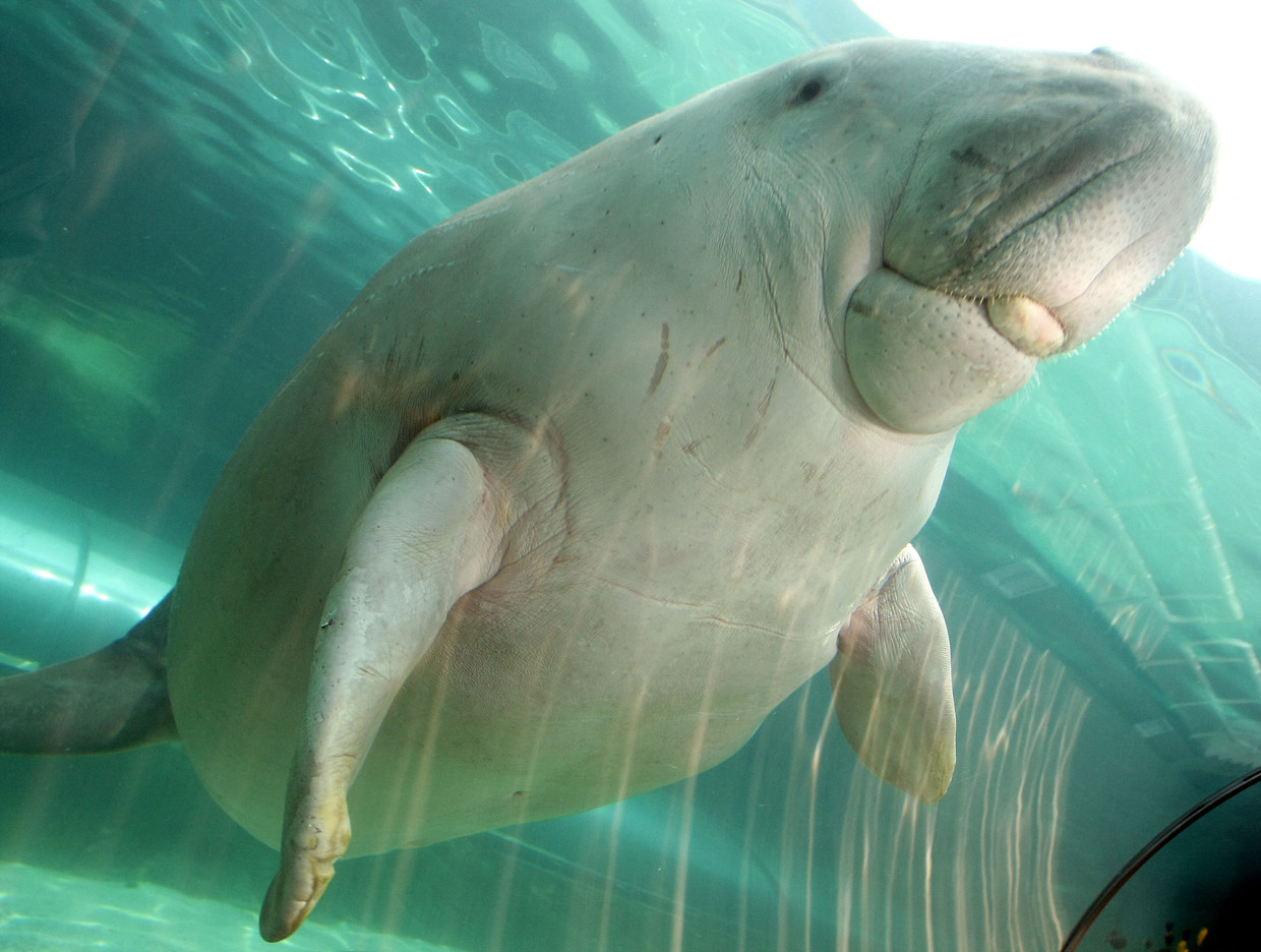 Indische zeekoe, zeeoren en zuilkoraal met uitsterven bedreigd ...